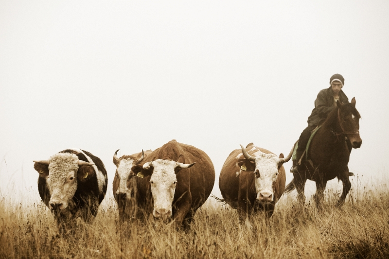 Mircea Netea - Grija.jpg